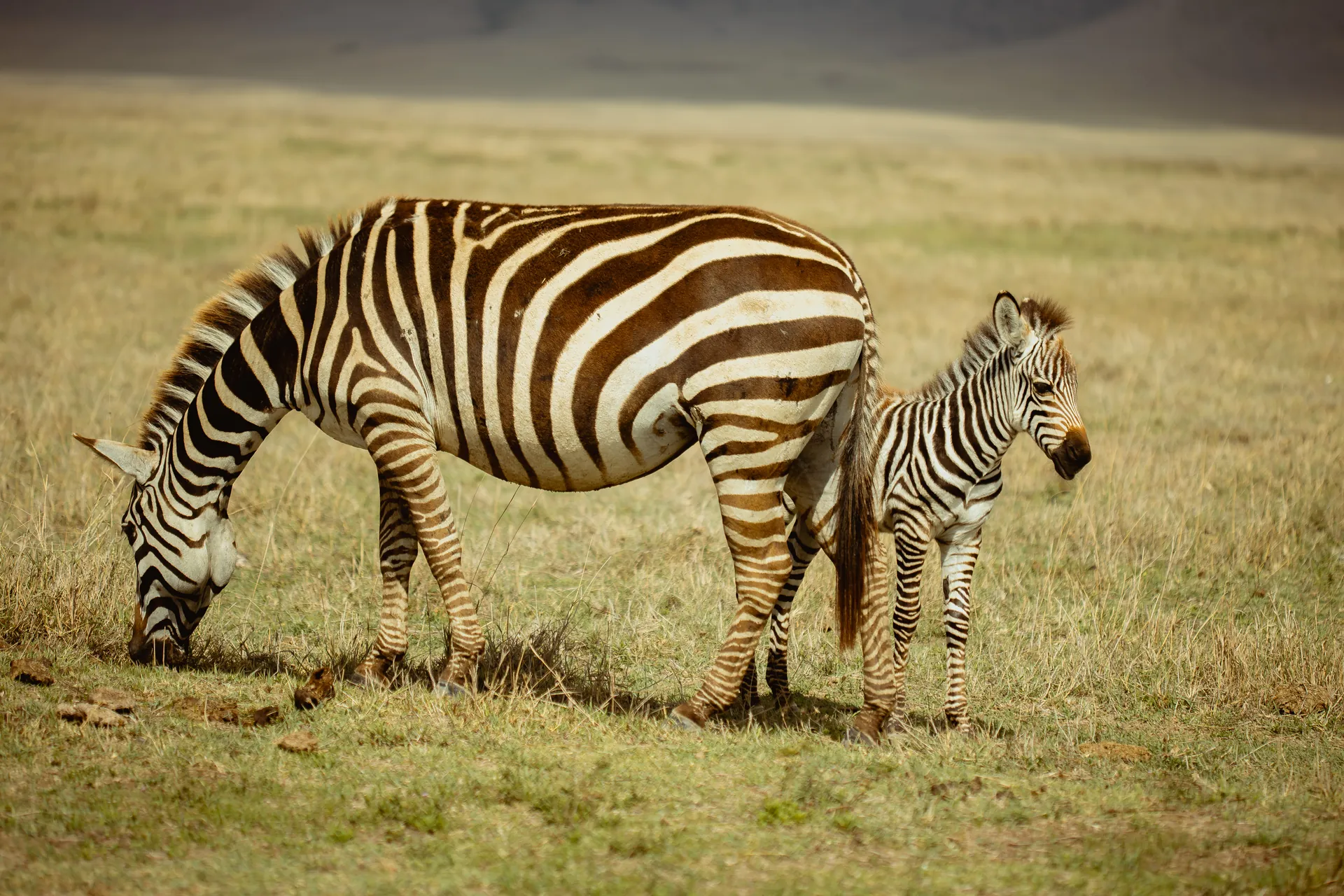 Zebras on an East African safari plain